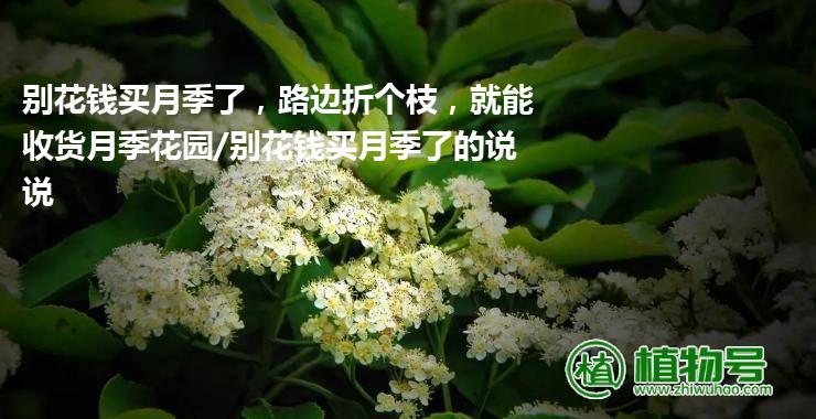 别花钱买月季了，路边折个枝，就能收货月季花园/别花钱买月季了的说说