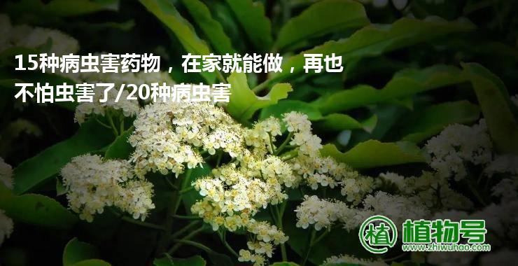 15种病虫害药物，在家就能做，再也不怕虫害了/20种病虫害