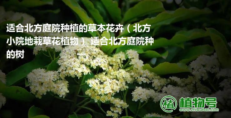 适合北方庭院种植的草本花卉（北方小院地栽草花植物） 适合北方庭院种的树