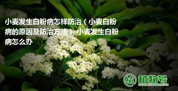 小麦发生白粉病怎样防治（小麦白粉病的原因及防治方法） 小麦发生白粉病怎么办