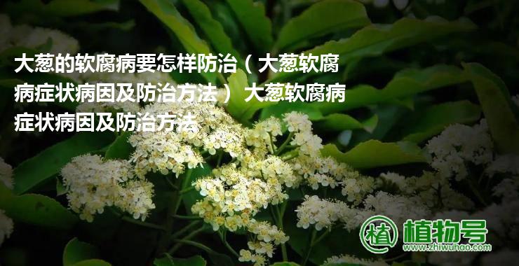 大葱的软腐病要怎样防治（大葱软腐病症状病因及防治方法） 大葱软腐病症状病因及防治方法