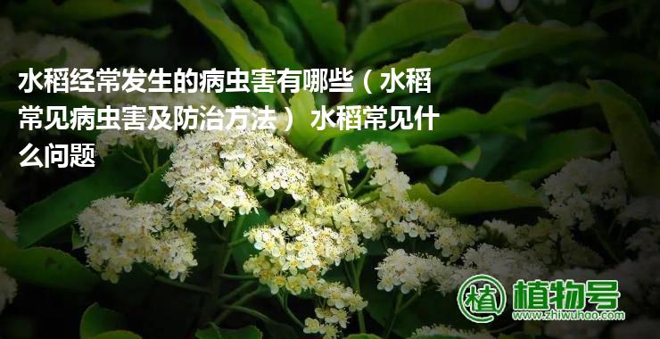 水稻经常发生的病虫害有哪些（水稻常见病虫害及防治方法） 水稻常见什么问题