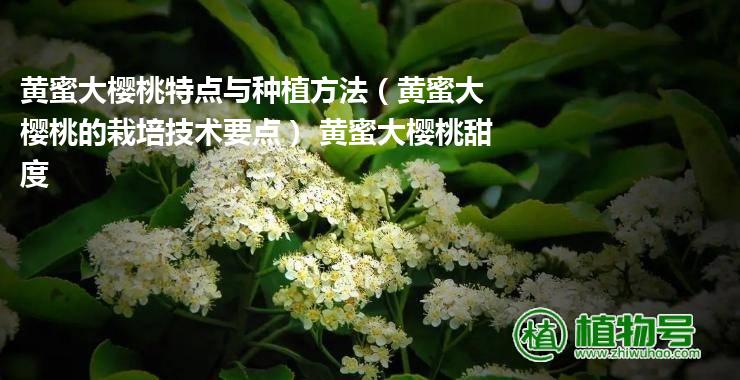 黄蜜大樱桃特点与种植方法（黄蜜大樱桃的栽培技术要点） 黄蜜大樱桃甜度