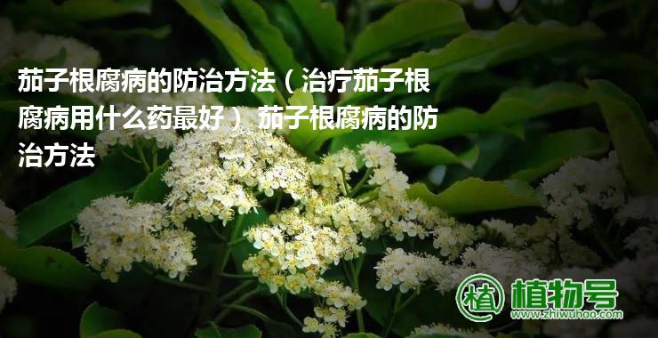 茄子根腐病的防治方法（治疗茄子根腐病用什么药最好） 茄子根腐病的防治方法