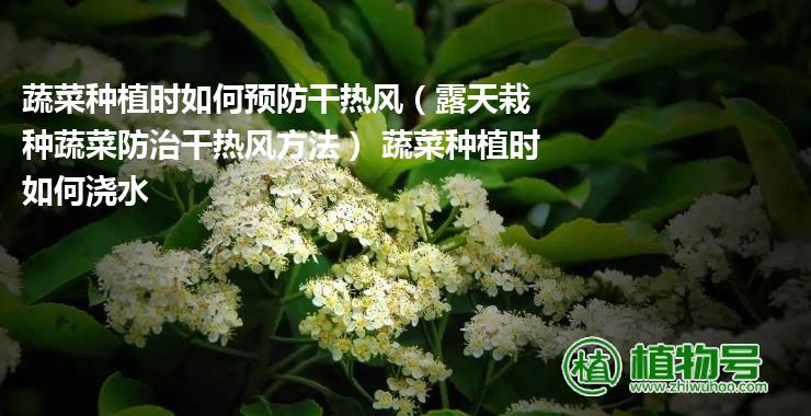 蔬菜种植时如何预防干热风（露天栽种蔬菜防治干热风方法） 蔬菜种植时如何浇水