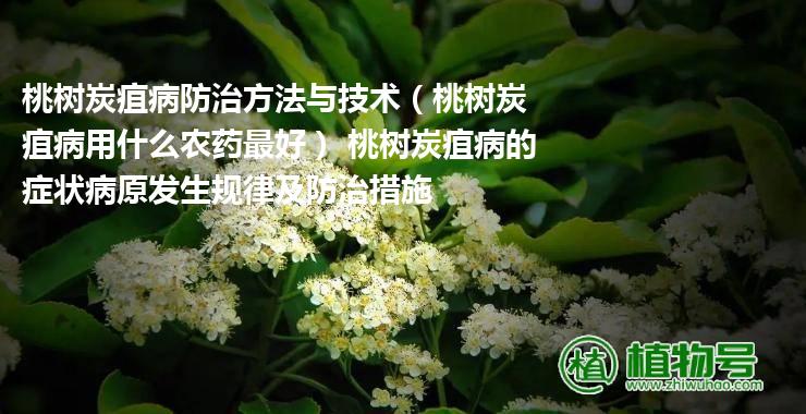 桃树炭疽病防治方法与技术（桃树炭疽病用什么农药最好） 桃树炭疽病的症状病原发生规律及防治措施