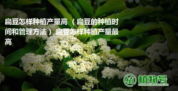 扁豆怎样种植产量高 （扁豆的种植时间和管理方法） 扁豆怎样种植产量最高