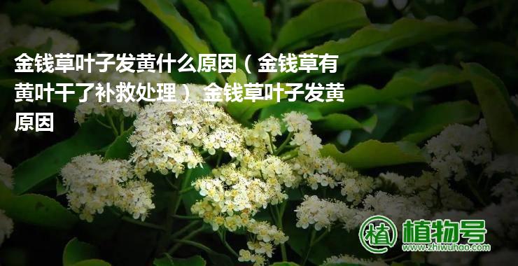 金钱草叶子发黄什么原因（金钱草有黄叶干了补救处理） 金钱草叶子发黄原因