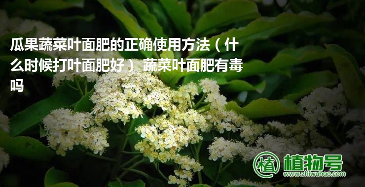 瓜果蔬菜叶面肥的正确使用方法（什么时候打叶面肥好） 蔬菜叶面肥有毒吗