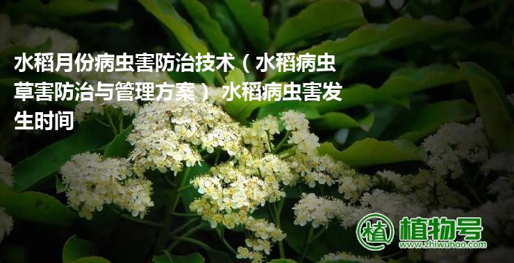 水稻月份病虫害防治技术（水稻病虫草害防治与管理方案） 水稻病虫害发生时间