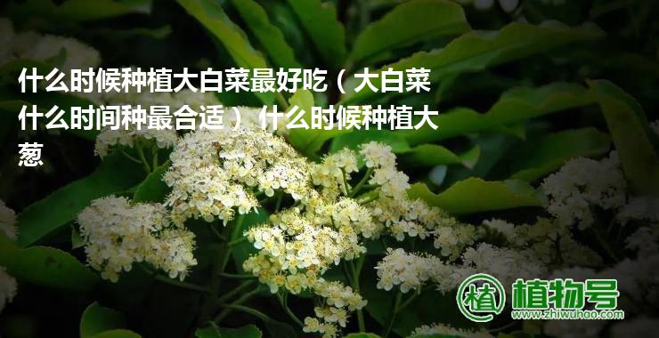 什么时候种植大白菜最好吃（大白菜什么时间种最合适） 什么时候种植大葱