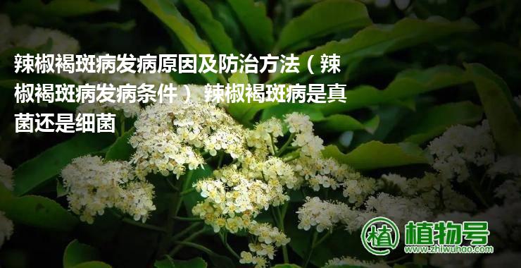 辣椒褐斑病发病原因及防治方法（辣椒褐斑病发病条件） 辣椒褐斑病是真菌还是细菌