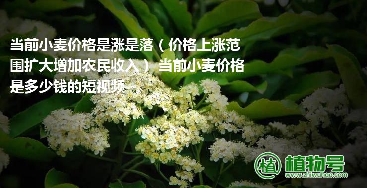 当前小麦价格是涨是落（价格上涨范围扩大增加农民收入） 当前小麦价格是多少钱的短视频