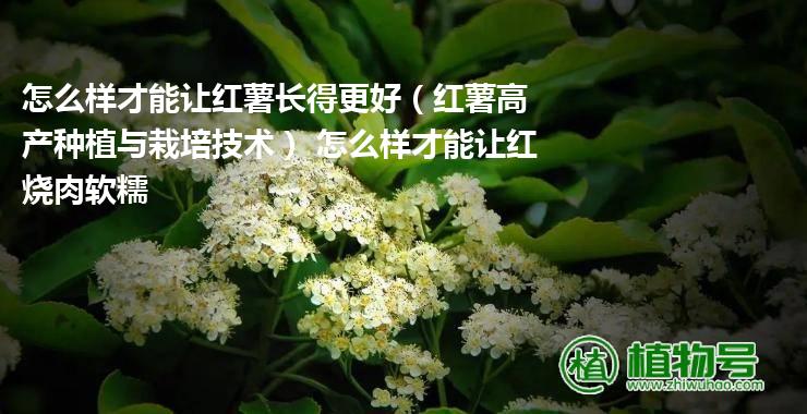 怎么样才能让红薯长得更好（红薯高产种植与栽培技术） 怎么样才能让红烧肉软糯