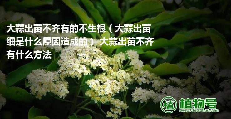 大蒜出苗不齐有的不生根（大蒜出苗细是什么原因造成的） 大蒜出苗不齐有什么方法