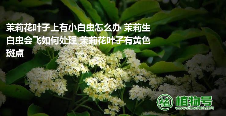 茉莉花叶子上有小白虫怎么办 茉莉生白虫会飞如何处理 茉莉花叶子有黄色斑点