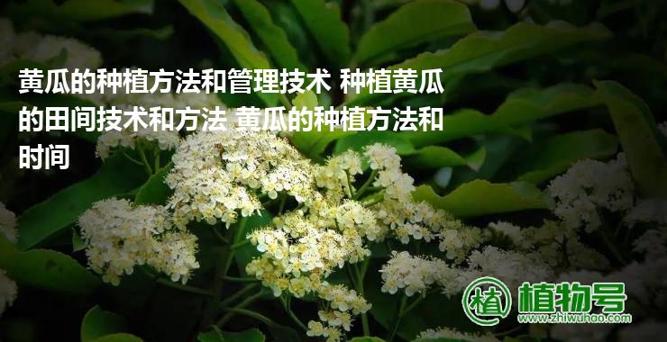 黄瓜的种植方法和管理技术 种植黄瓜的田间技术和方法 黄瓜的种植方法和时间