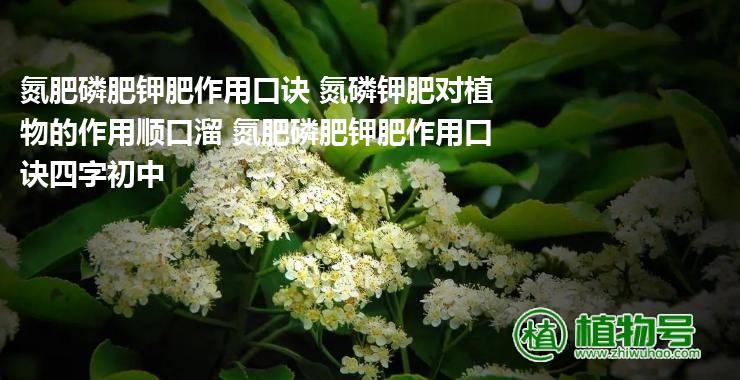 氮肥磷肥钾肥作用口诀 氮磷钾肥对植物的作用顺口溜 氮肥磷肥钾肥作用口诀四字初中