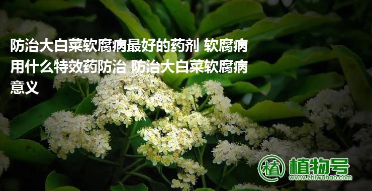 防治大白菜软腐病最好的药剂 软腐病用什么特效药防治 防治大白菜软腐病意义