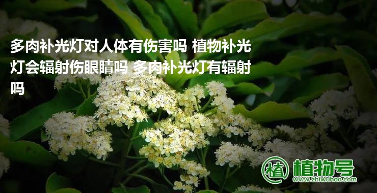 多肉补光灯对人体有伤害吗 植物补光灯会辐射伤眼睛吗 多肉补光灯有辐射吗