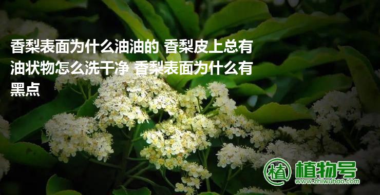 香梨表面为什么油油的 香梨皮上总有油状物怎么洗干净 香梨表面为什么有黑点