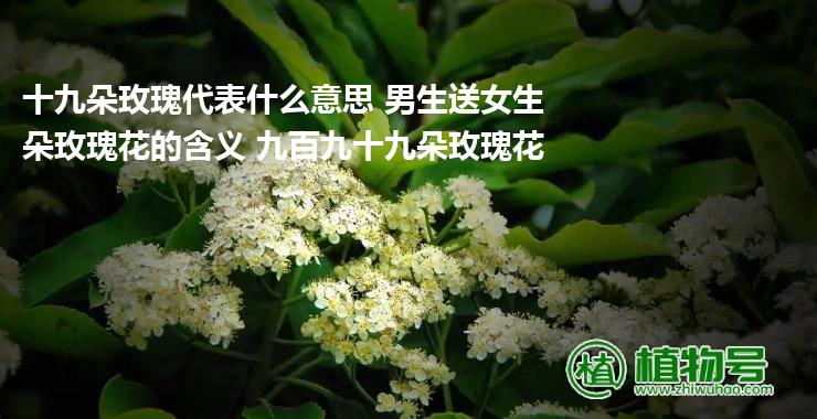 十九朵玫瑰代表什么意思 男生送女生朵玫瑰花的含义 九百九十九朵玫瑰花