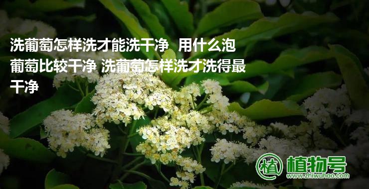 洗葡萄怎样洗才能洗干净  用什么泡葡萄比较干净 洗葡萄怎样洗才洗得最干净