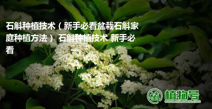 石斛种植技术（新手必看盆栽石斛家庭种植方法） 石斛种植技术 新手必看