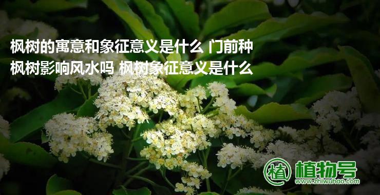 枫树的寓意和象征意义是什么 门前种枫树影响风水吗 枫树象征意义是什么