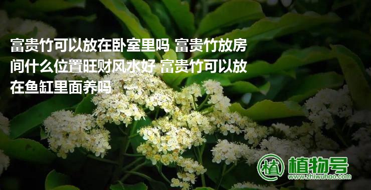 富贵竹可以放在卧室里吗 富贵竹放房间什么位置旺财风水好 富贵竹可以放在鱼缸里面养吗