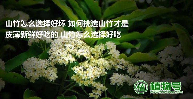 山竹怎么选择好坏 如何挑选山竹才是皮薄新鲜好吃的 山竹怎么选择好吃