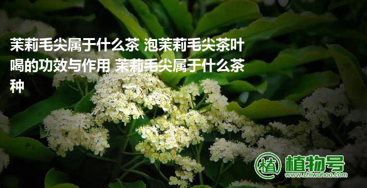 茉莉毛尖属于什么茶 泡茉莉毛尖茶叶喝的功效与作用 茉莉毛尖属于什么茶种