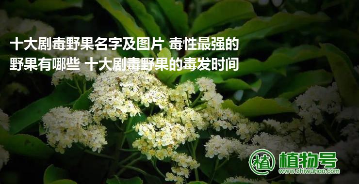 十大剧毒野果名字及图片 毒性最强的野果有哪些 十大剧毒野果的毒发时间