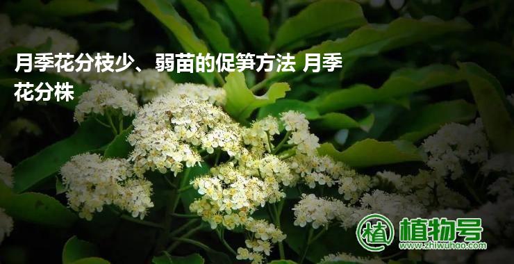 月季花分枝少、弱苗的促笋方法 月季花分株