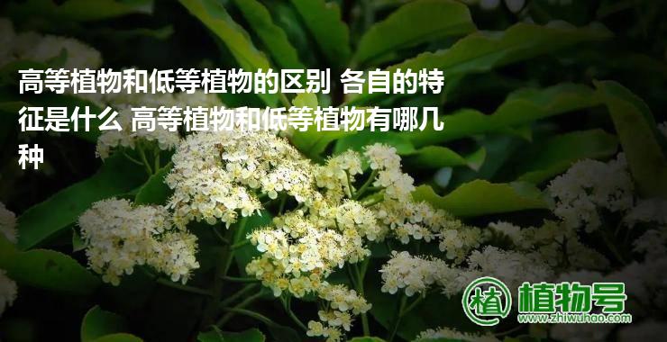 高等植物和低等植物的区别 各自的特征是什么 高等植物和低等植物有哪几种