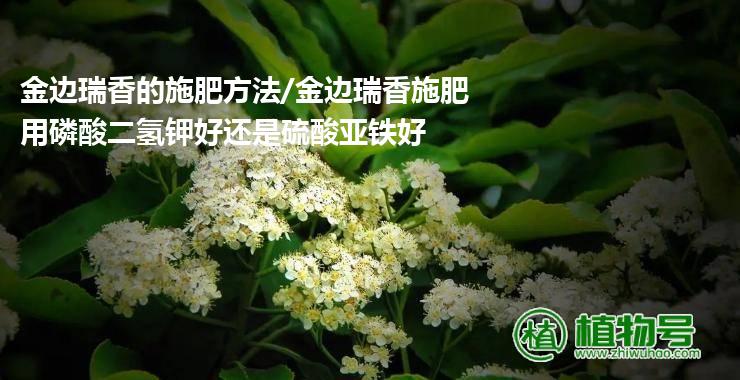 金边瑞香的施肥方法/金边瑞香施肥用磷酸二氢钾好还是硫酸亚铁好