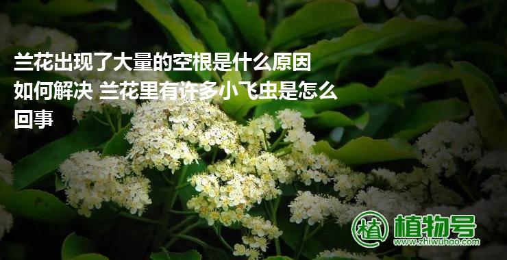 兰花出现了大量的空根是什么原因  如何解决 兰花里有许多小飞虫是怎么回事