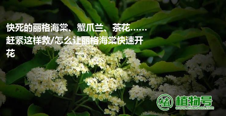 快死的丽格海棠、蟹爪兰、茶花……赶紧这样救/怎么让丽格海棠快速开花