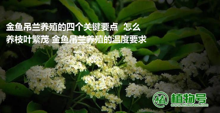 金鱼吊兰养殖的四个关键要点  怎么养枝叶繁茂 金鱼吊兰养殖的温度要求