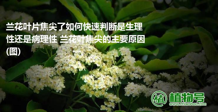 兰花叶片焦尖了如何快速判断是生理性还是病理性 兰花叶焦尖的主要原因(图)