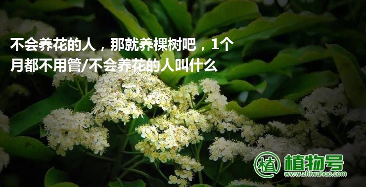 不会养花的人，那就养棵树吧，1个月都不用管/不会养花的人叫什么