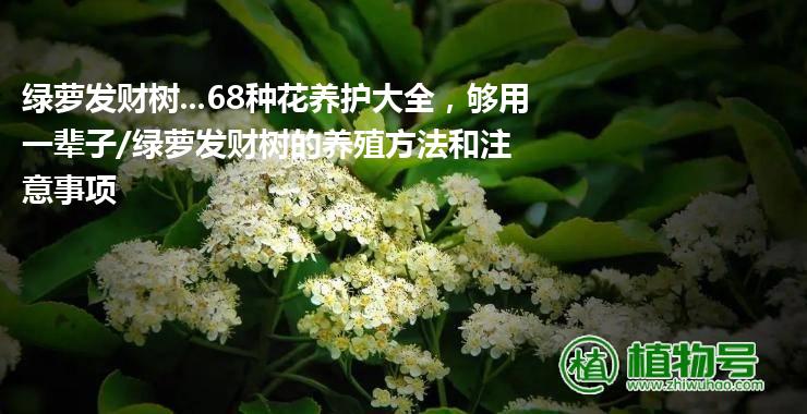 绿萝发财树...68种花养护大全，够用一辈子/绿萝发财树的养殖方法和注意事项