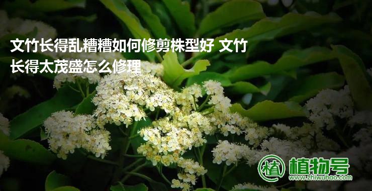 文竹长得乱糟糟如何修剪株型好 文竹长得太茂盛怎么修理