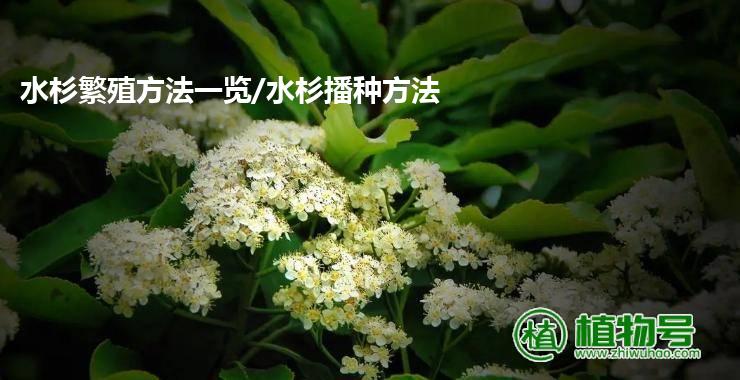 水杉繁殖方法一览/水杉播种方法