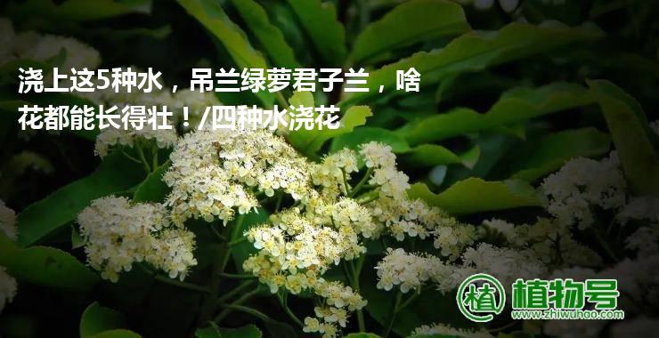 浇上这5种水，吊兰绿萝君子兰，啥花都能长得壮！/四种水浇花