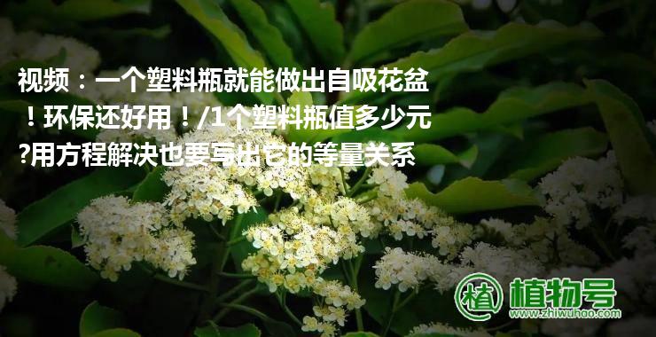 视频：一个塑料瓶就能做出自吸花盆！环保还好用！/1个塑料瓶值多少元?用方程解决也要写出它的等量关系