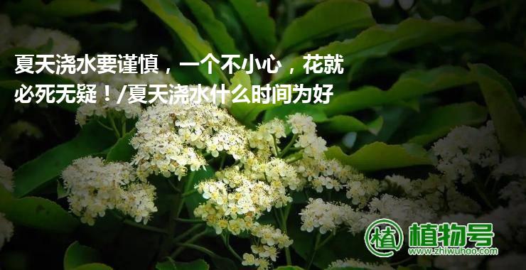 夏天浇水要谨慎，一个不小心，花就必死无疑！/夏天浇水什么时间为好