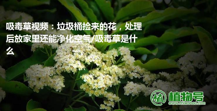 吸毒草视频：垃圾桶捡来的花，处理后放家里还能净化空气/吸毒草是什么