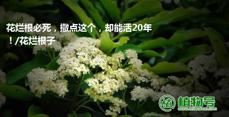 花烂根必死，撒点这个，却能活20年！/花烂根子