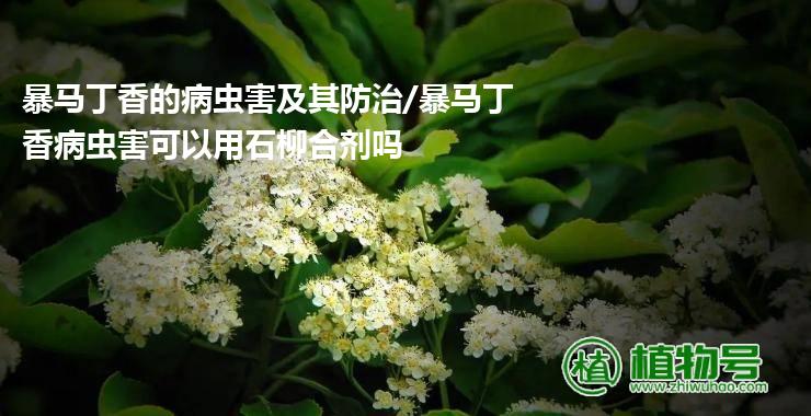 暴马丁香的病虫害及其防治/暴马丁香病虫害可以用石柳合剂吗